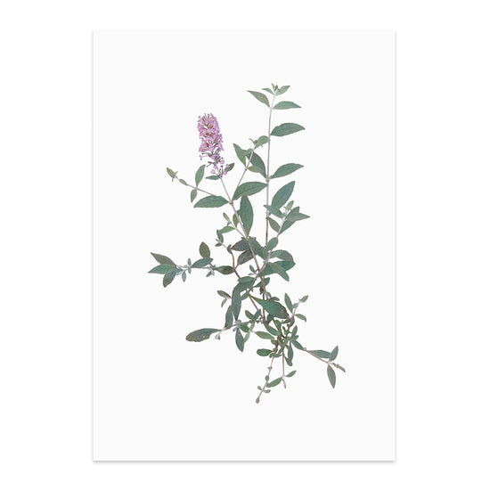 Printed reproduction of an image of Buddleia plant against a white background