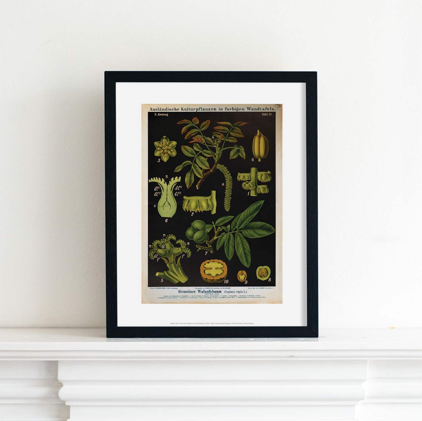 Lifestyle photo of a walnut tree in a black frame and places on a white ledge.