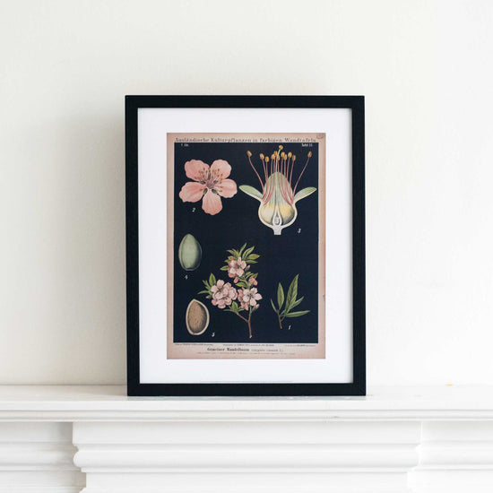Black botanical print of an 1897 almond flowering bodies study. In a black frame on a white mantlepiece