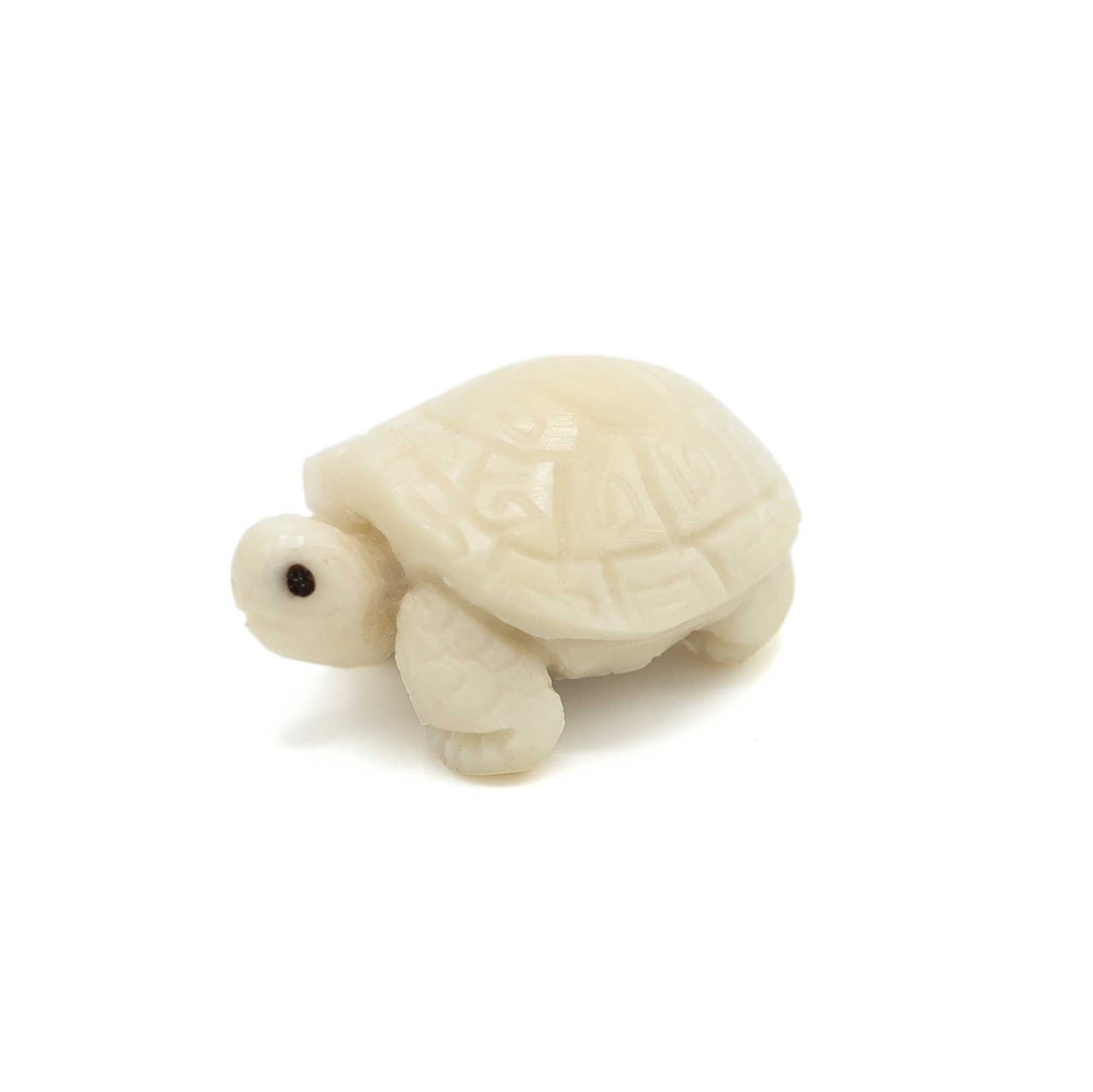 Tagua tortoise seen from the left.