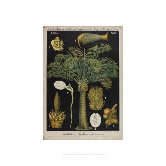 Black print of a queen sago palm tree and the fruiting bodies.