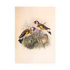 Coloured drawing of goldfinches by Henry Dresser