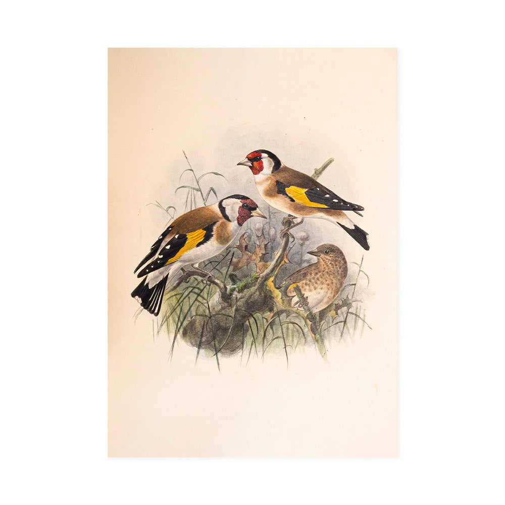 Coloured drawing of goldfinches by Henry Dresser