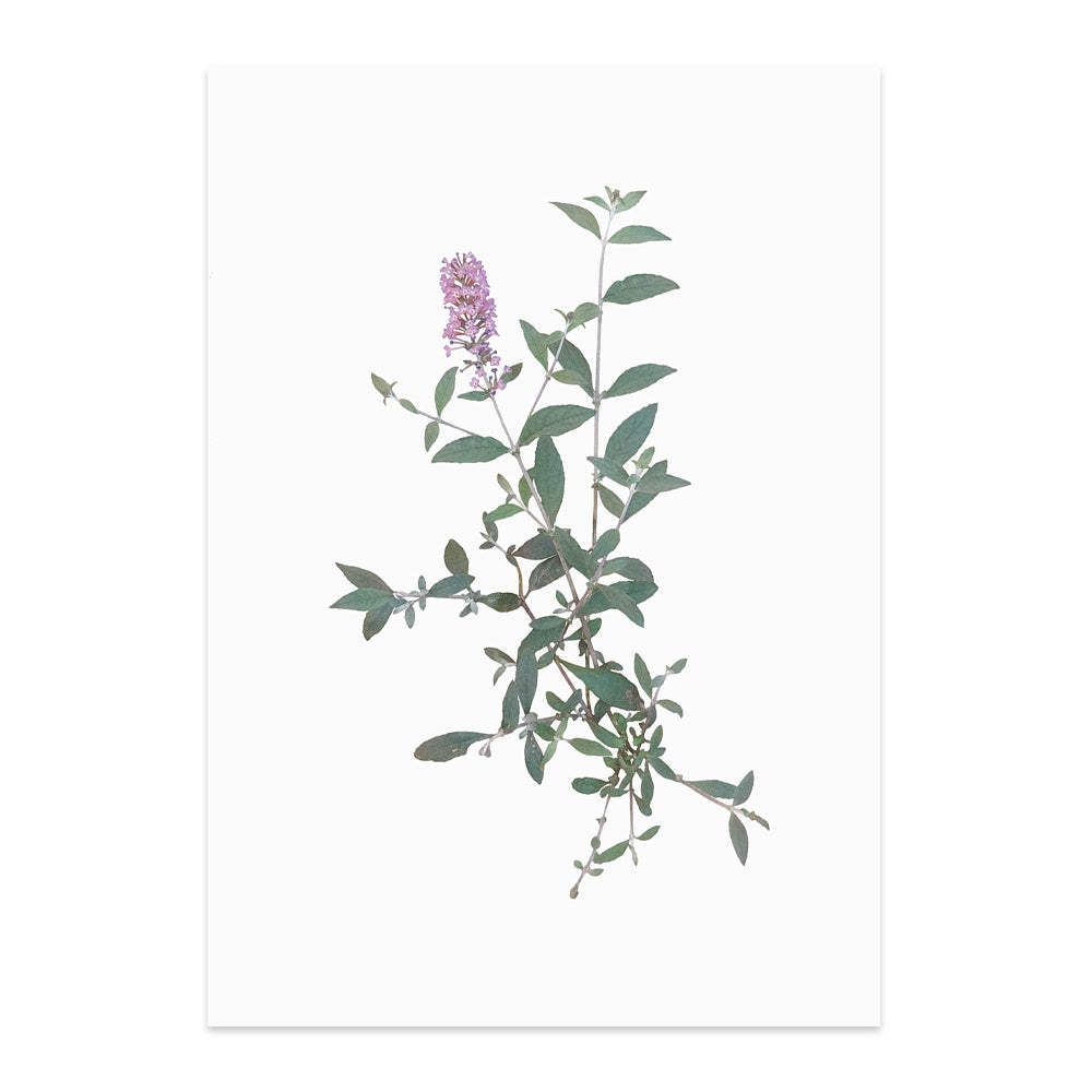 Load image into Gallery viewer, Printed reproduction of an image of Buddleia plant against a white background
