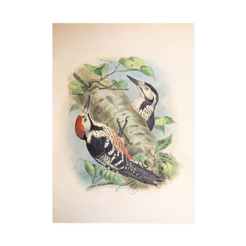 Coloured drawing of woodpeckers by Henry Dresser