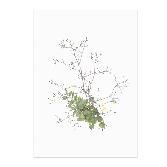 Printed reproduction of a Wall Lettuce plant against a white background