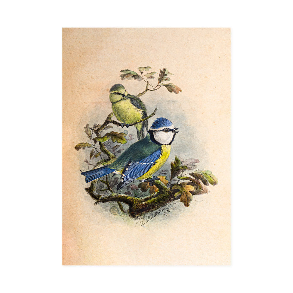 Coloured drawing of a blue tit by Henry Dresser