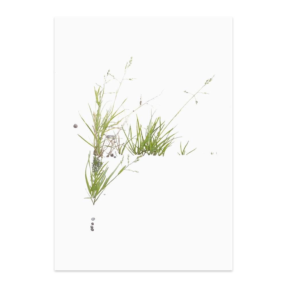 Printed reproduction of an image of Meadow Grass against a white background