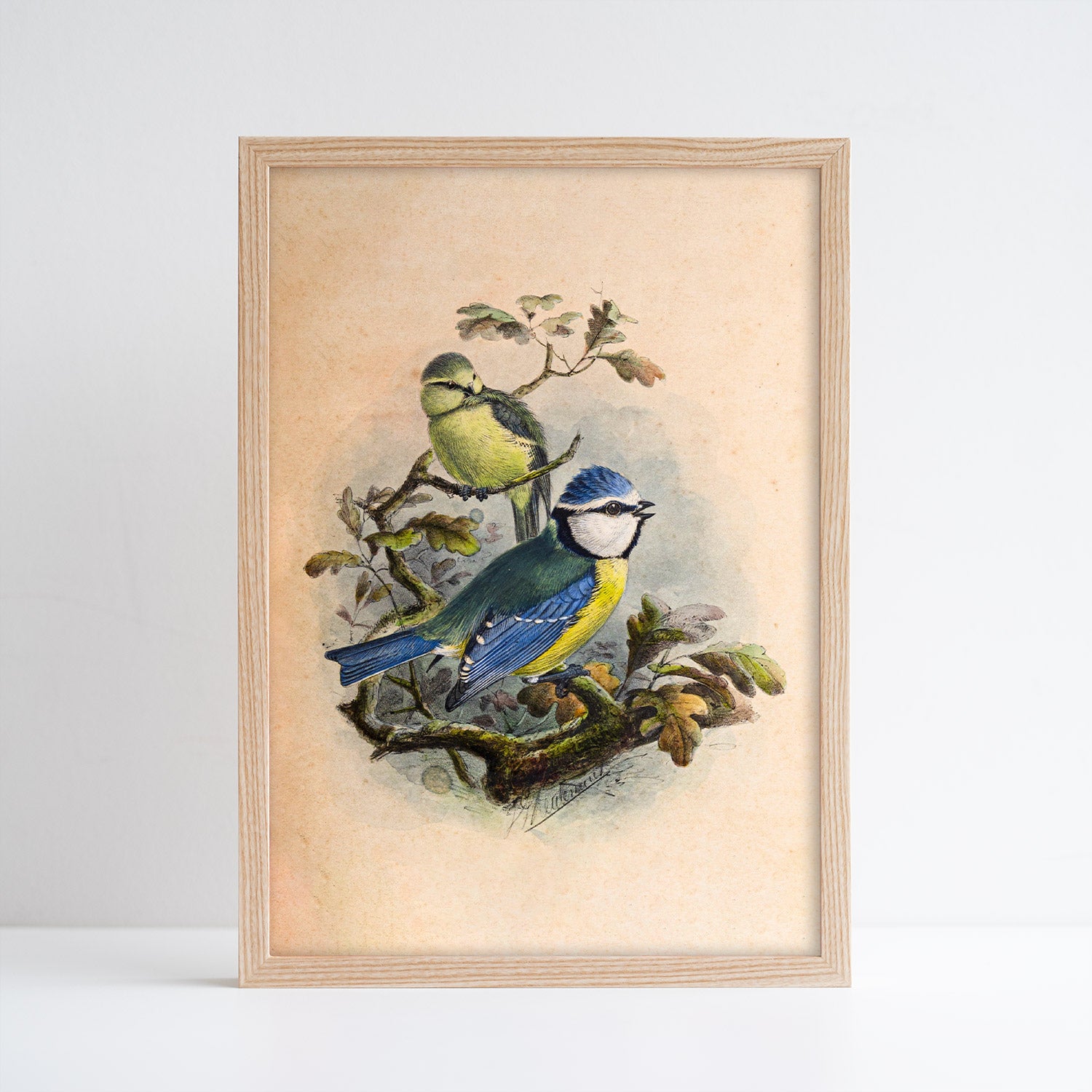 Henry Dresser Blue Tit Print (A4)
