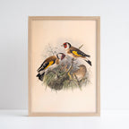 Henry Dresser Goldfinch Print (A4)