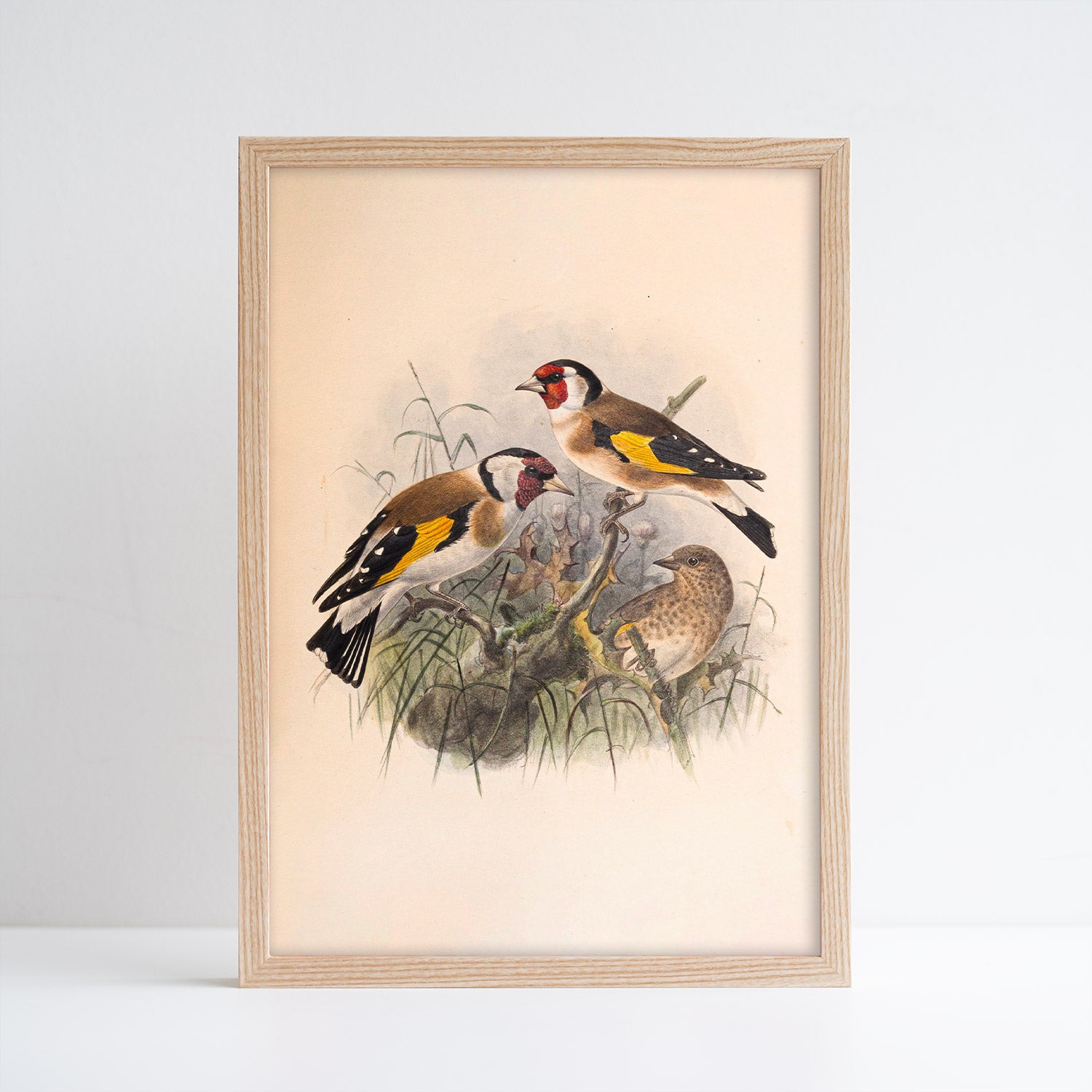 Henry Dresser Goldfinch Print (A4)