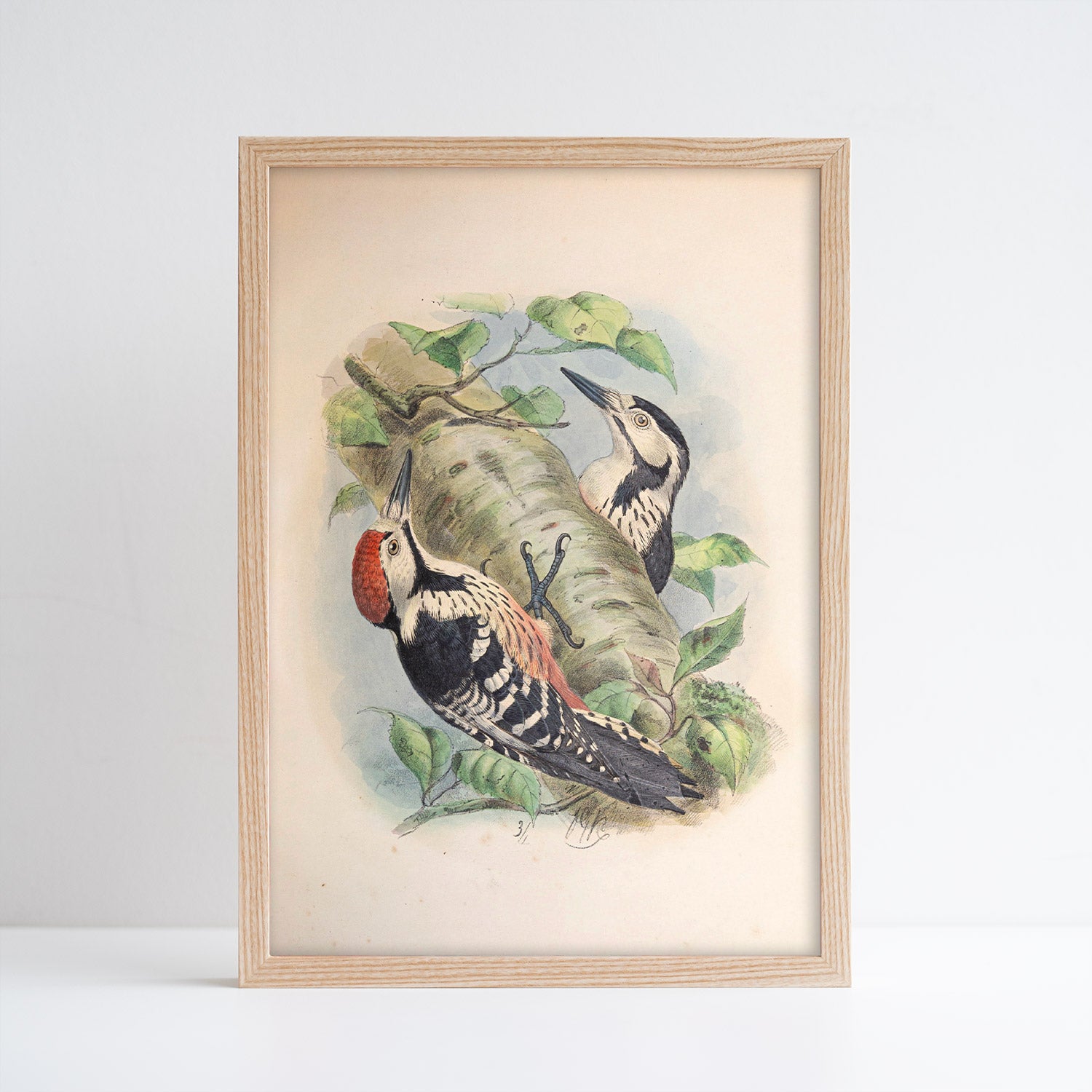 Henry Dresser White-Backed Woodpecker Print (A4)
