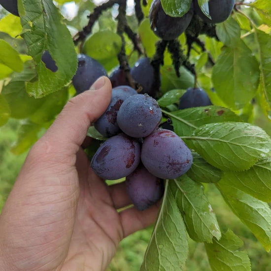 A person picking fruits of a tree