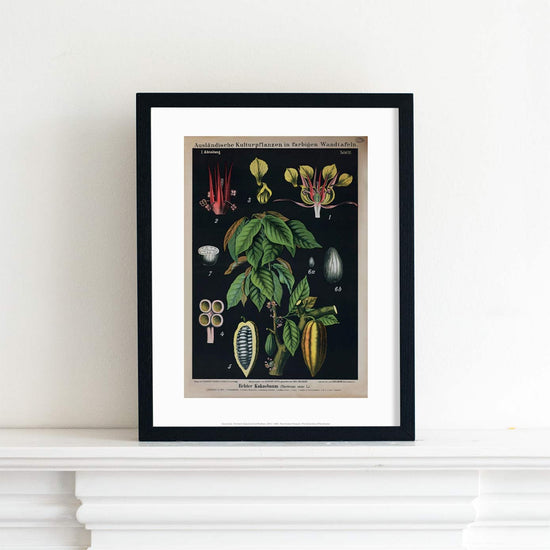 Lifestyle photo of the print in a black frame. Botanical illustration on a black background of a shoot of a cacao tree with seed pods and large leaves. The cacao flower and a seed pod are shown in cross section above on to the left of the main illustration.