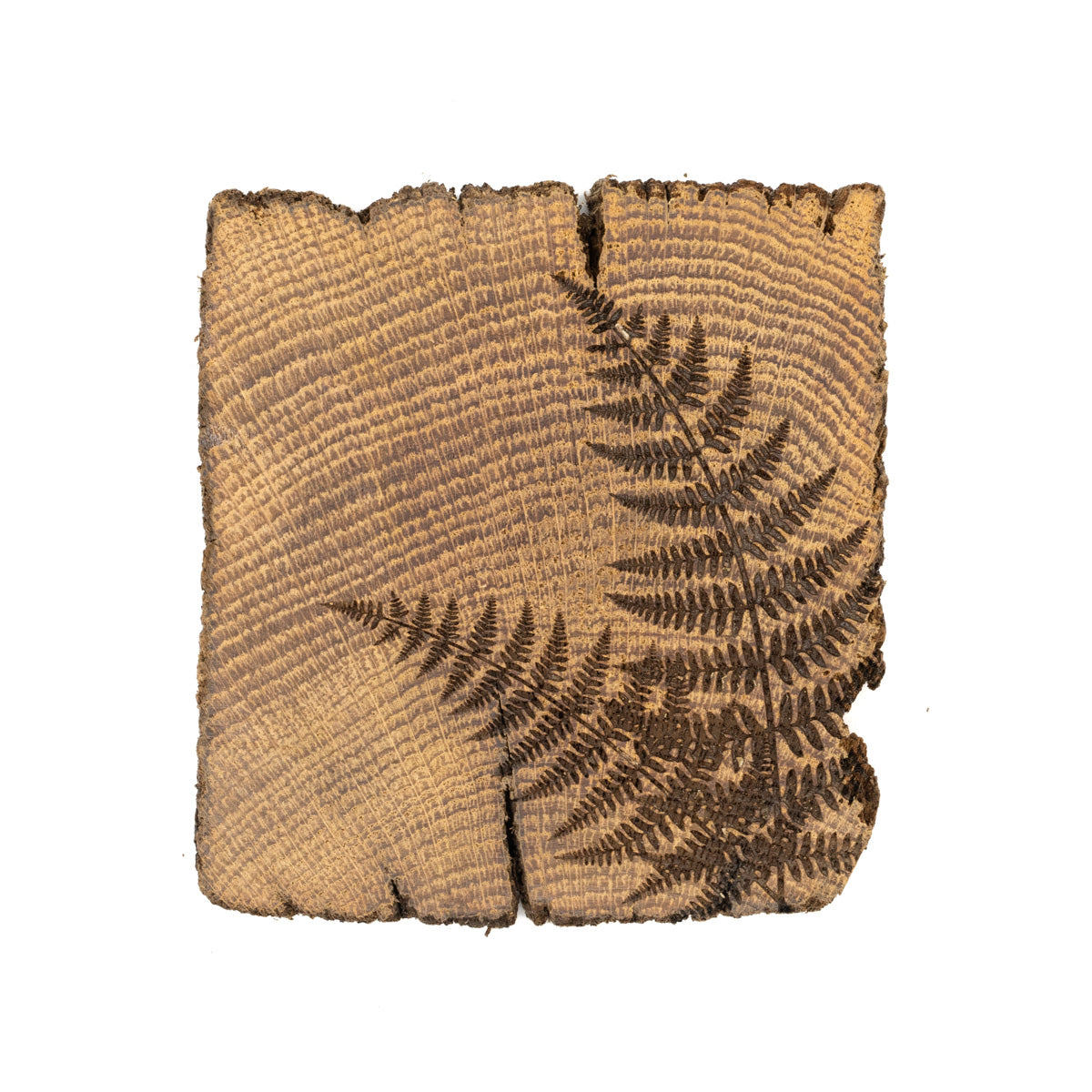 Square coaster made out of wood with engraving of a fern.