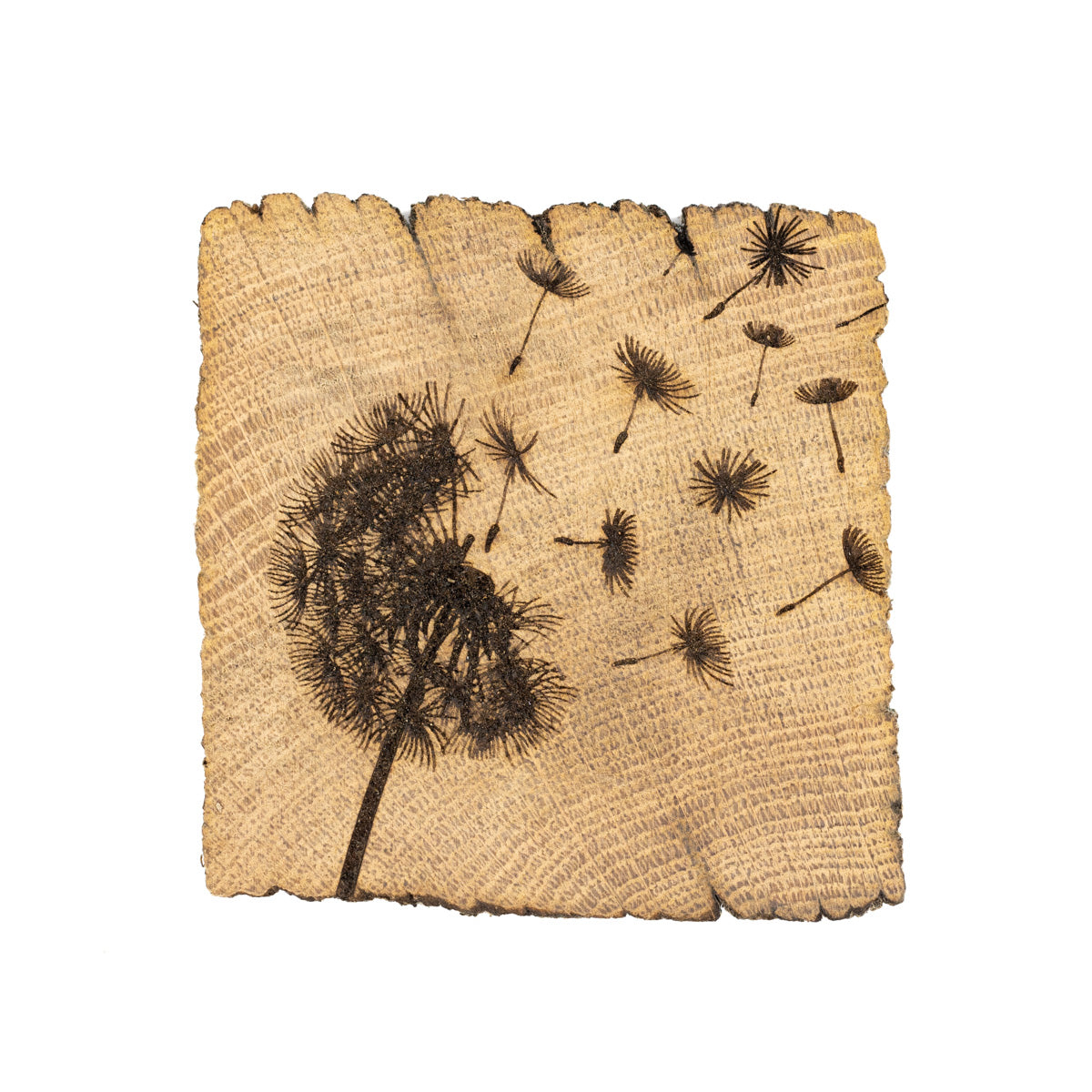 Square coaster made from wood with a dandelion blowing in the wind etched onto it.