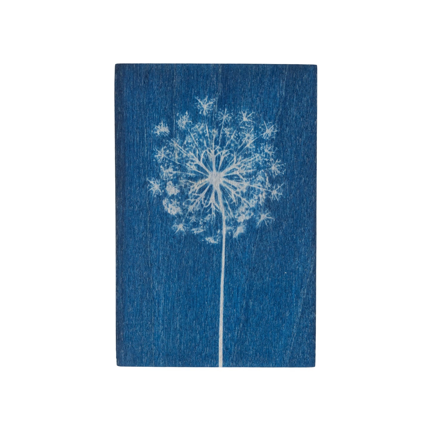 Wooden postcard with cyanotype print of wild carrot