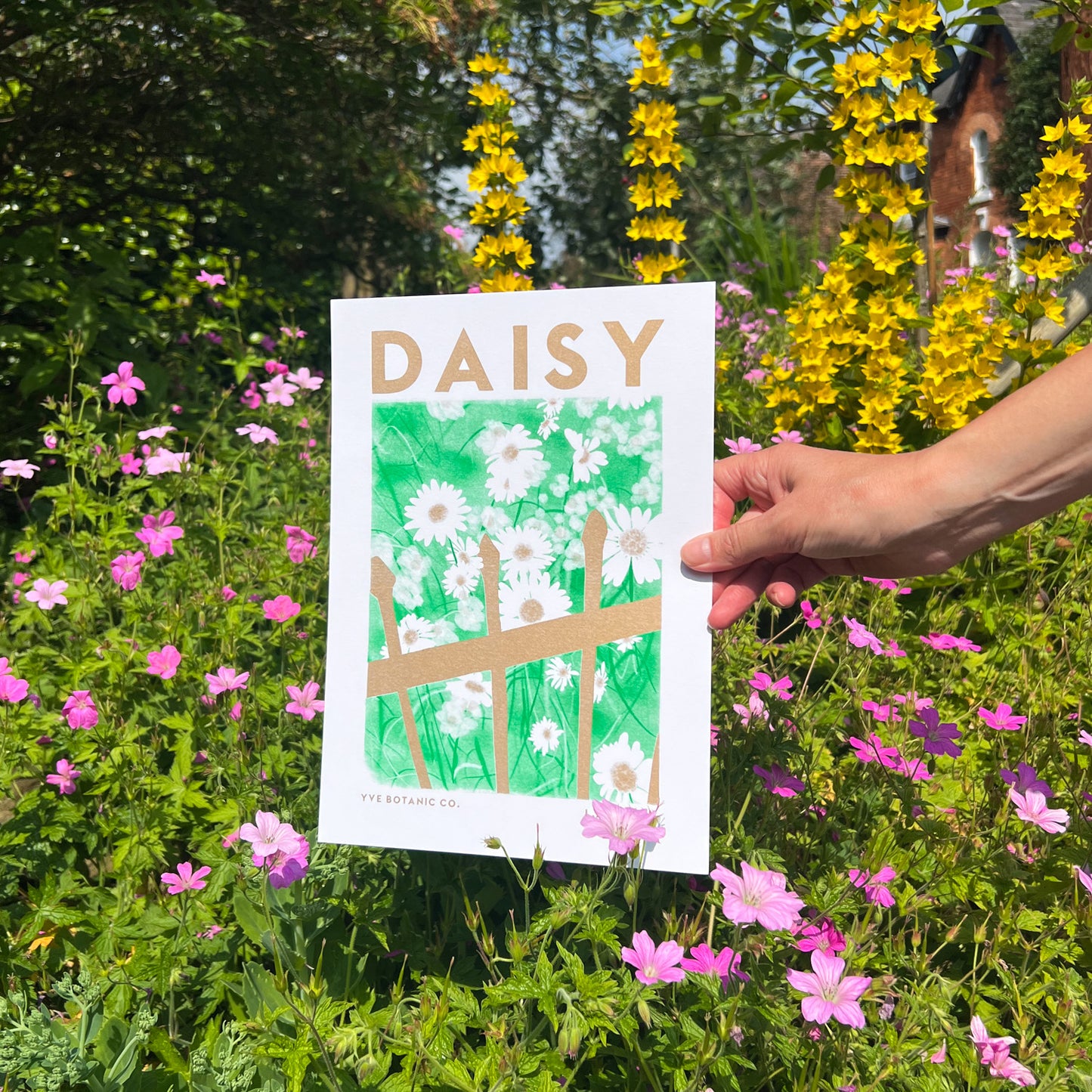 Someone holding a risograph print of a daisy and fence with the word Daisy at the top. The print is held against a garden backdrop.