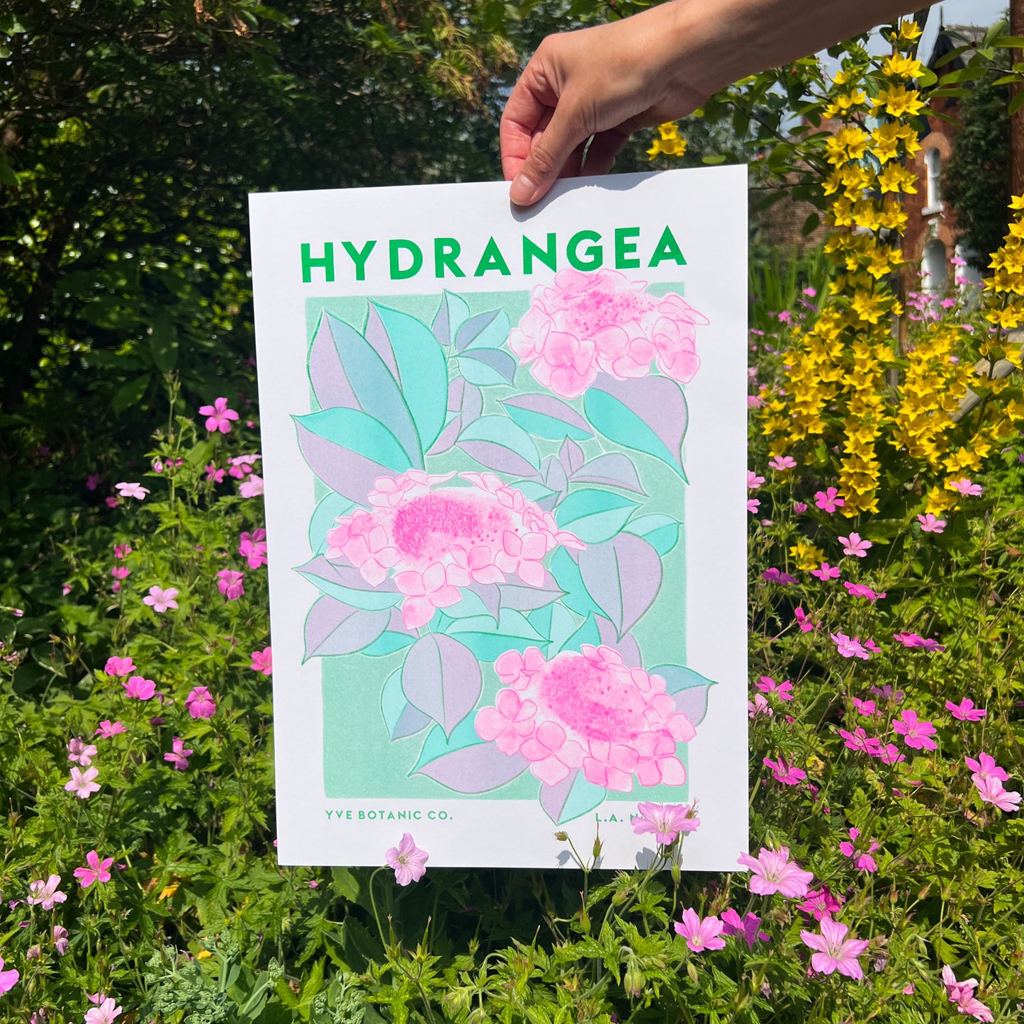 A person holding a risograph print in front of some flowers. Trint is a bright illustration of hydrangea flowers.