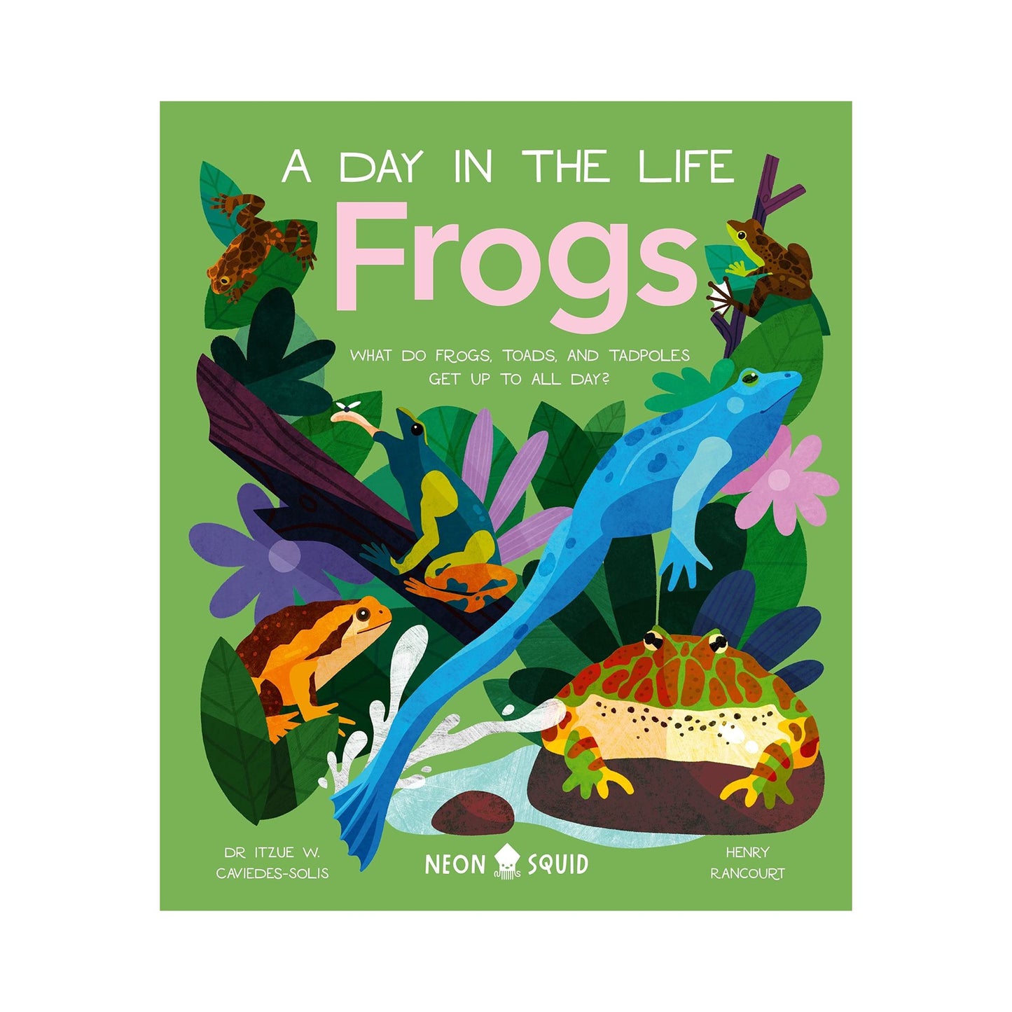 A Day in the Life: Frogs