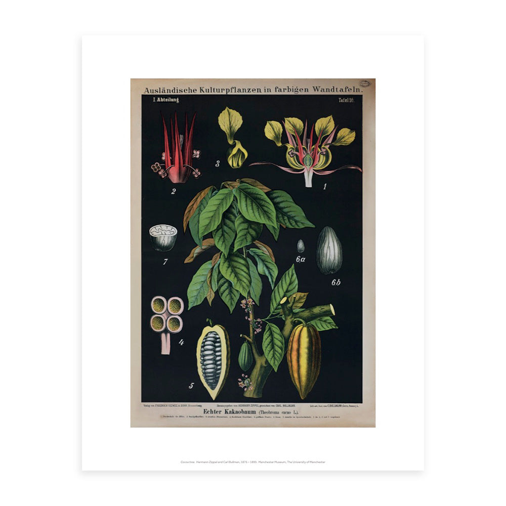 Botanical illustration on a black background of a shoot of a cacao tree with seed pods and large leaves. The cacao flower and a seed pod are shown in cross section above on to the left of the main illustration.