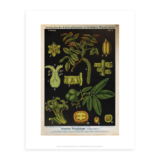 Botanical print featuring details of a walnut tree and fruiting bodies. The background is black.