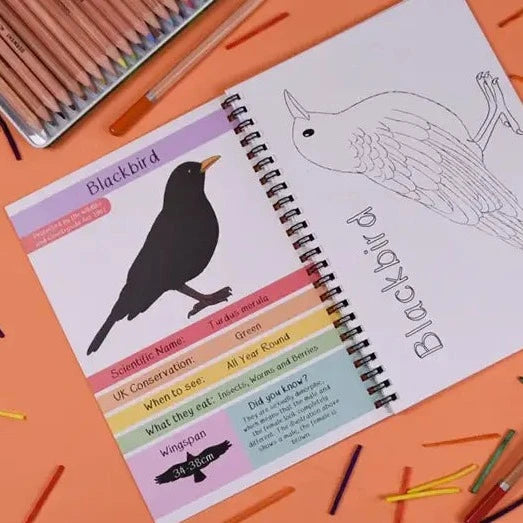 Inside pages of an activity book featuring information about a blackbird