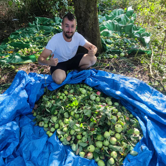 A person sat in front of a pile of apples pulled from a tree, holding their thumbs up.