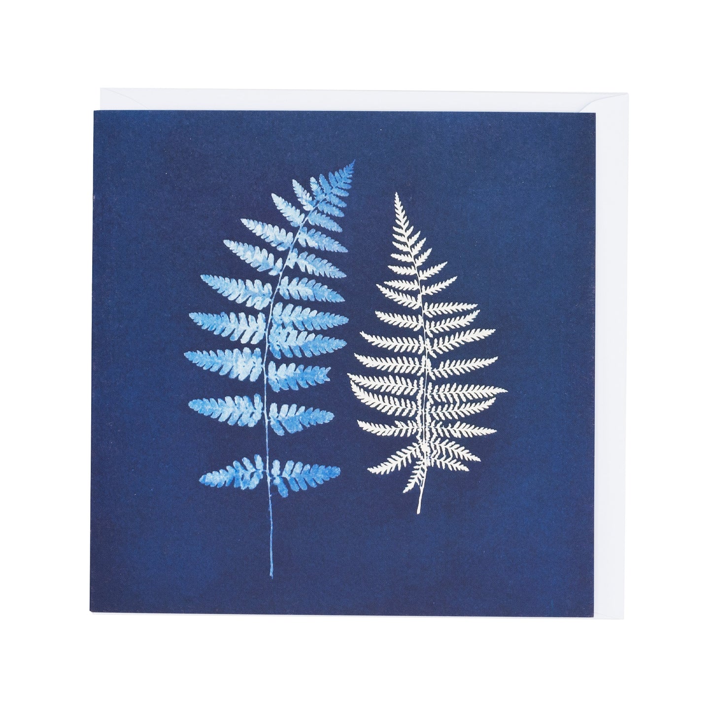 Greetings card of a cyaontype print of cow ferns