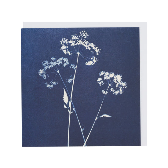 Greetings card featuring cyanotype print of cow parsley