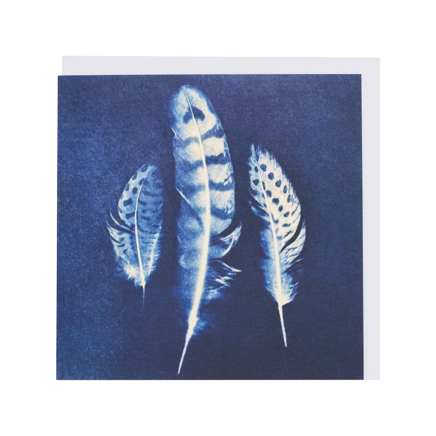 Greetings card featuring cyanotype of feathers
