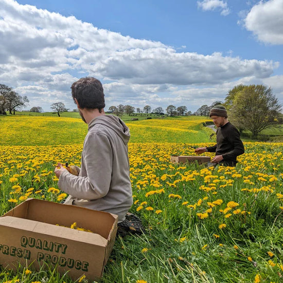 Two people picking dandelion in a field