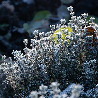 Thyme in a winter setting