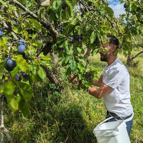 A person picking plums of a tree