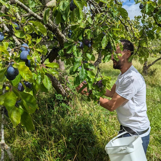 A person picking plums of a tree