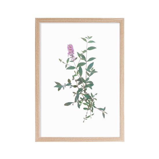 Load image into Gallery viewer, Printed reproduction of an image of Buddleia plant against a white background
