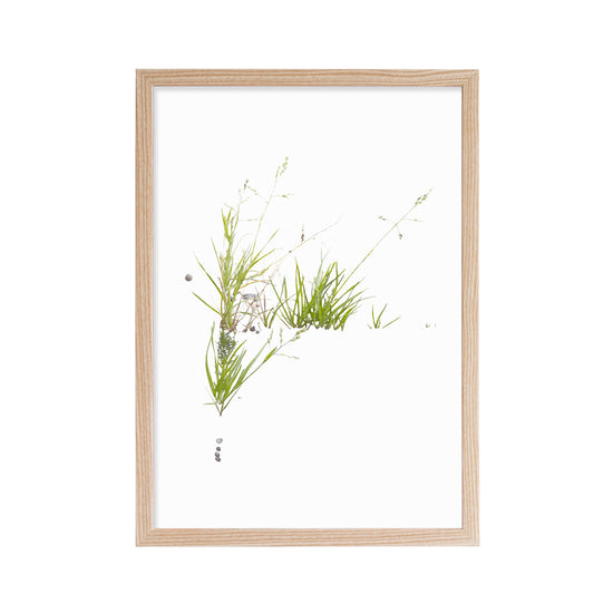 Load image into Gallery viewer, Printed reproduction of an image of Meadow Grass against a white background in ash frame
