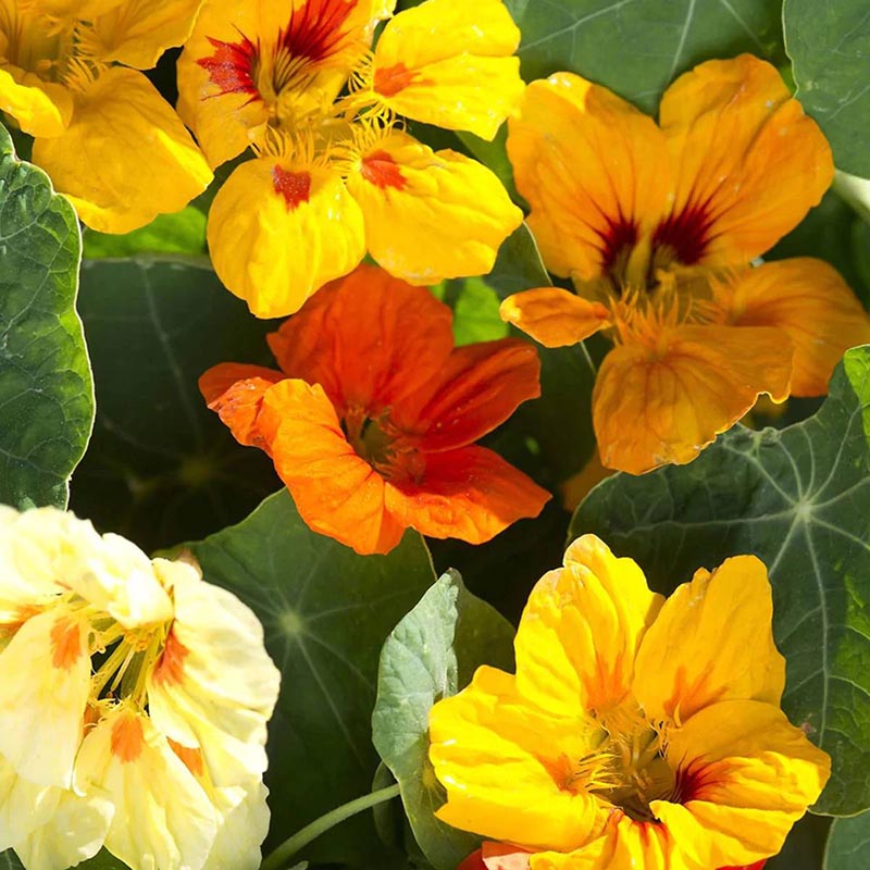 This is a close-up photo showing lots of pretty nasturtium flowers in different shades of yellow and orange, with their round green leaves peeking through.