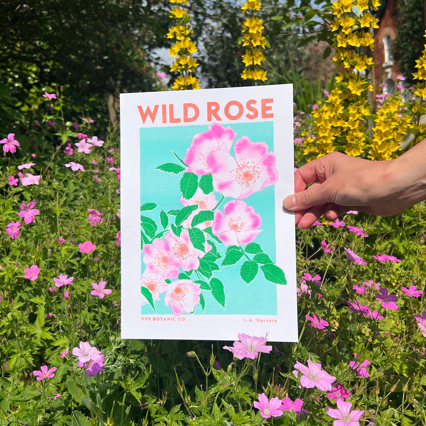 A person holding a risograph print in front of some flowers. Trint is a bright illustration of wild rose flowers.