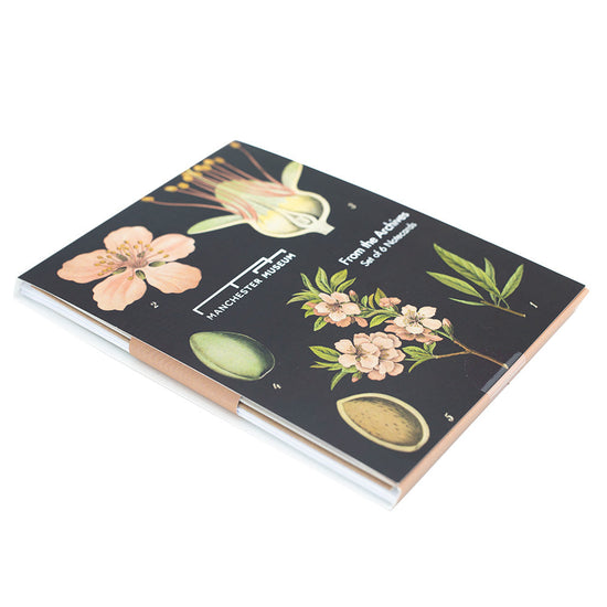 Load image into Gallery viewer, Notecard pack at a slight angle. The front image is the dark almond flower and fruiting bodies print matching the almond print and notebook.
