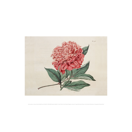 A print with a white border around the beige main background. A single soft pink peony flower and some leaves are in the middle of the print.