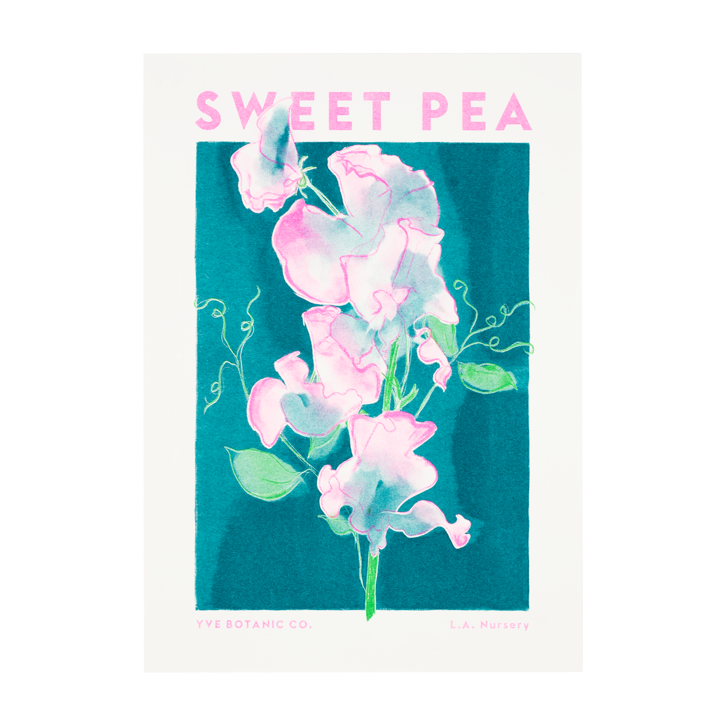 A risograph print featuring an illustration of a sweet pea flower. White background.