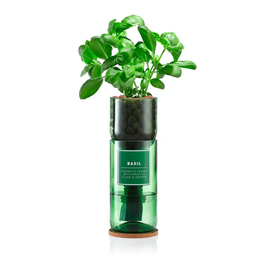 The green wine bottle herb kit with basil growing from the top.