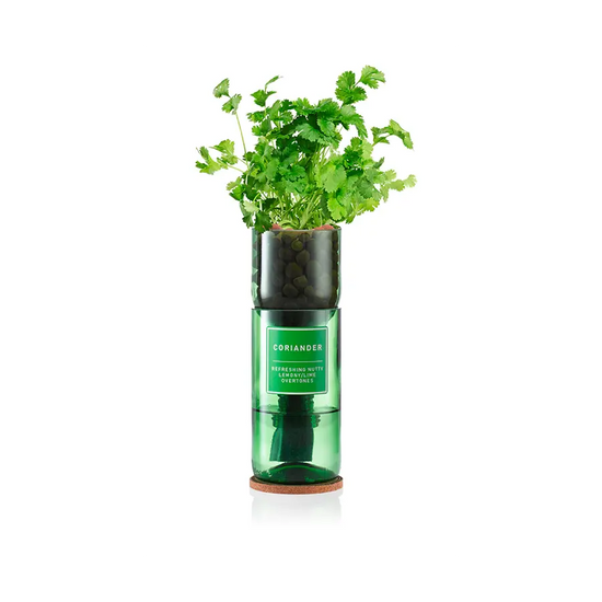 The green wine bottle herb kit with coriander growing from the top.