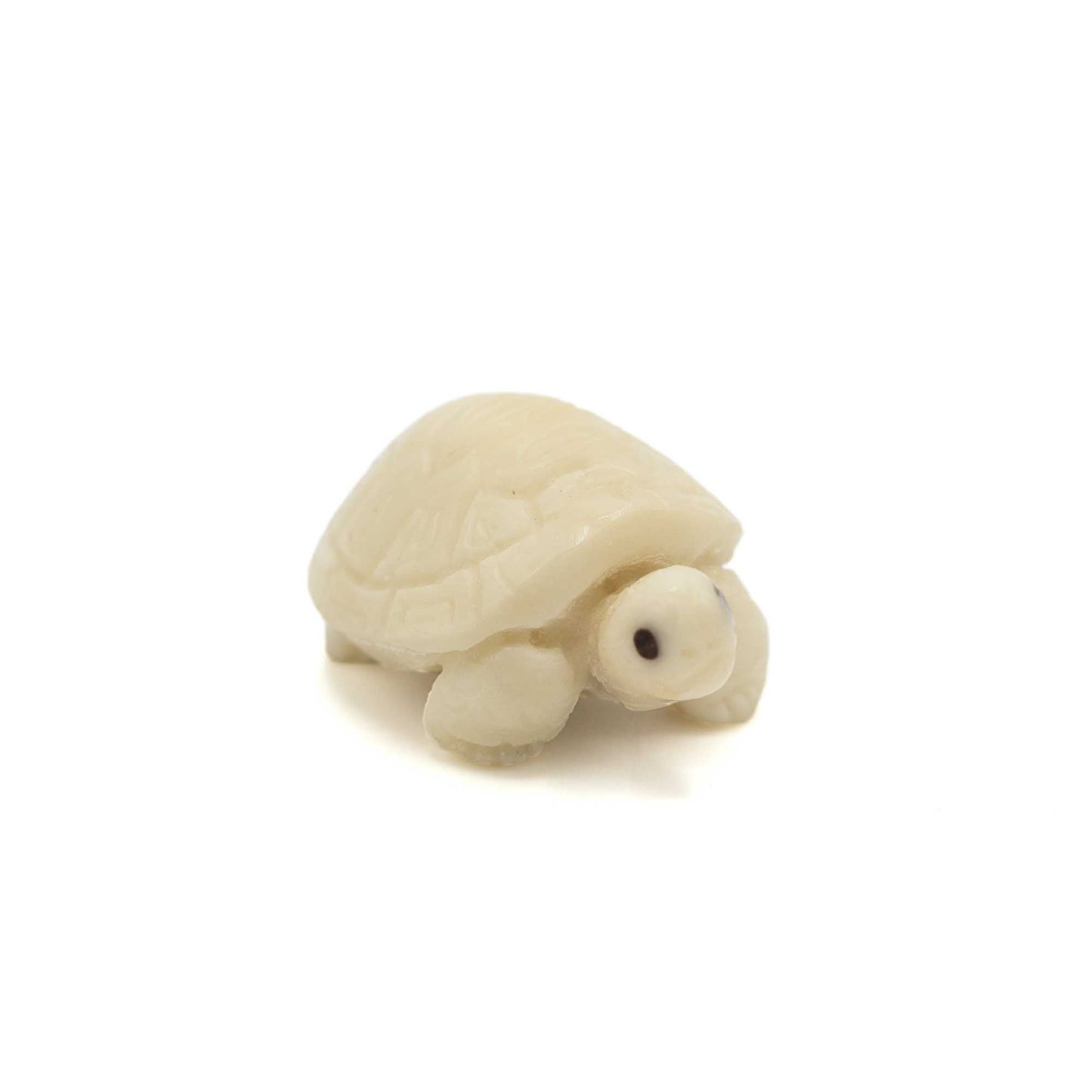Tagua tortoise seen from the front, slightly right side view.