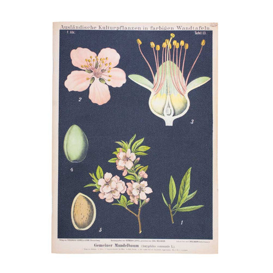 Load image into Gallery viewer, The almond canvas notebook without the belly band so the entire print pattern with dark background and almond fruiting and flowering bodies can be seen.
