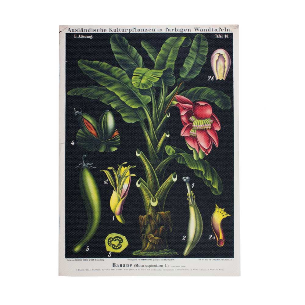 The banana canvas notebook without the belly band so the entire print pattern with dark background and banana fruiting and flowering bodies can be seen.