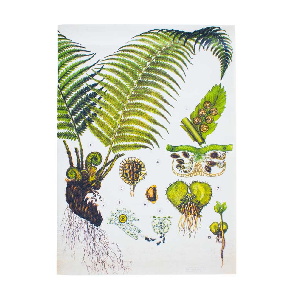 The fern canvas notebook without the belly band so the entire print pattern with light background and fern fruiting and flowering bodies can be seen.