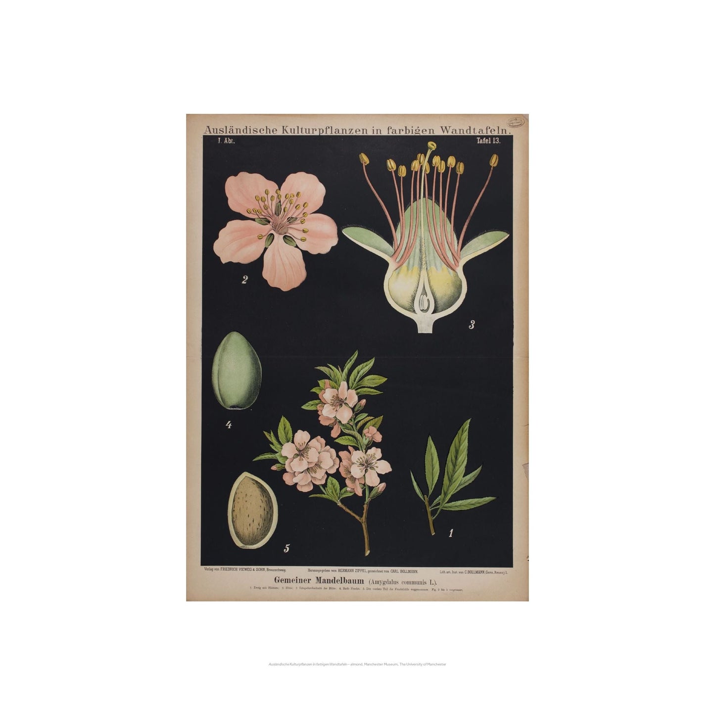 Black botanical print of an 1897 almond flowering bodies study.