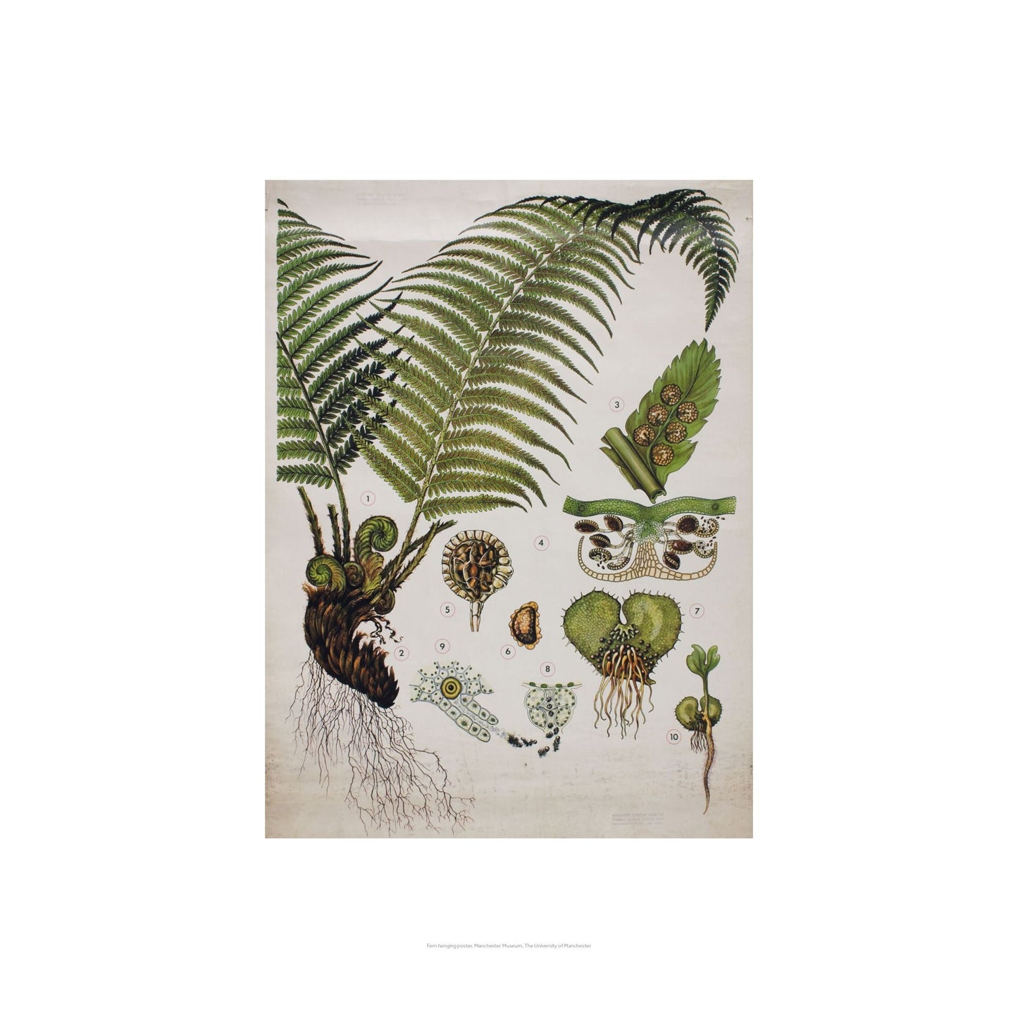 Beige print with the 1897 illustration of a fern and the fruiting bodies.